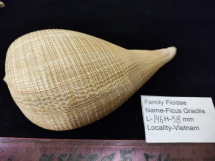 Фикус Грацилис