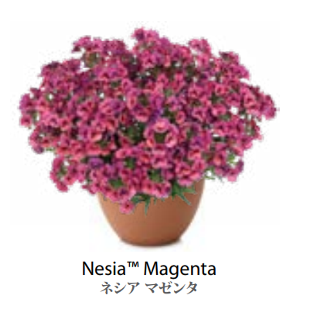 ЕВРО Немезия Nesia Magenta укорененный ЕВРО черенок НАЧАЛО ЯНВАРЯ поставка 5