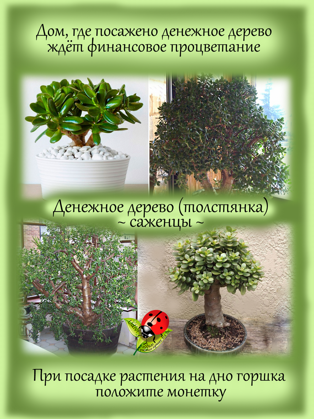 Денежное дерево Толстянка