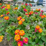 Лантана камара – Lantana camara
