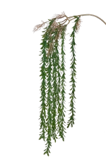 Зелень ампельная с листьями-чешуйками