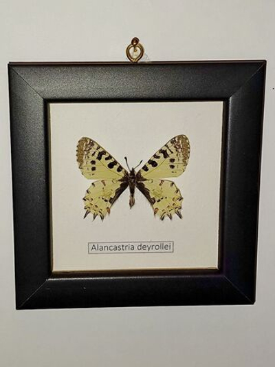 Бабочка Alancastria deyrollei в рамке