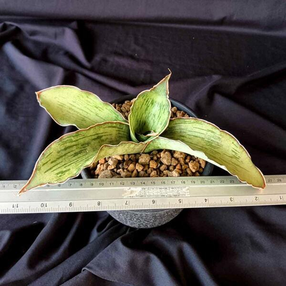 Сансевиерия AS SILK