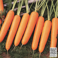 Найроби F1 семена моркови нантской (Bejo / Бейо)