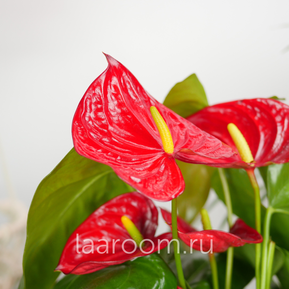 Антуриум Андревнум Невада 12/40