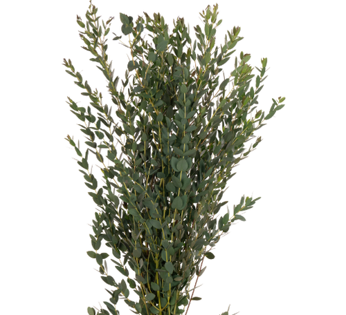 Эвкалипт мелколистный Парвифолия