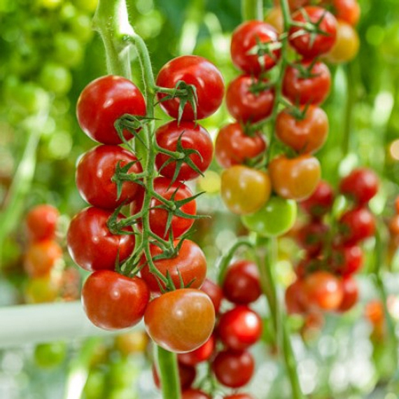 Татами F1 семена томата – фото 3