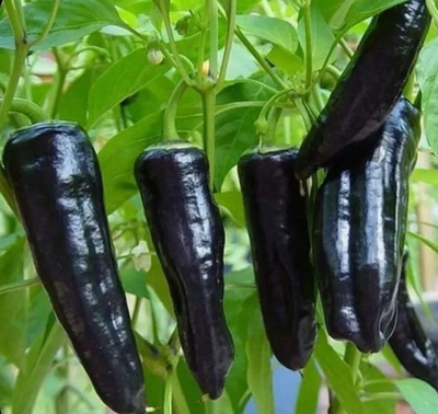 МАРКОНИ ЧЕРНЫЙ СЛАДКИЙ