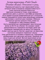 Астра вересковая Розовое облако почвопокровная