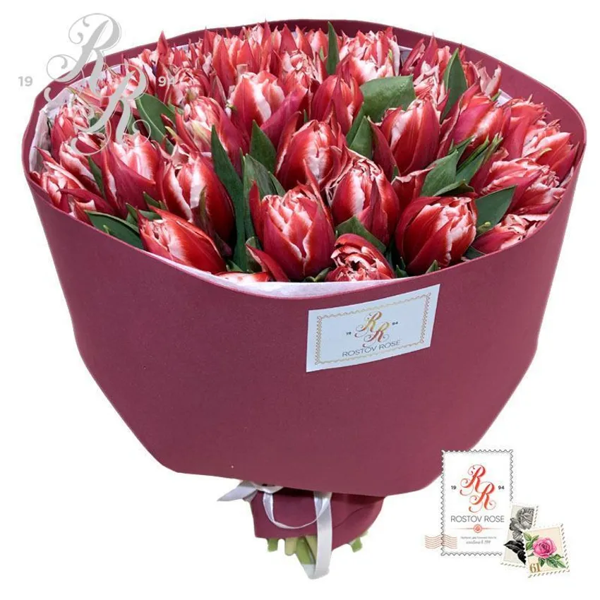 Красно-белый пионовидный тюльпан