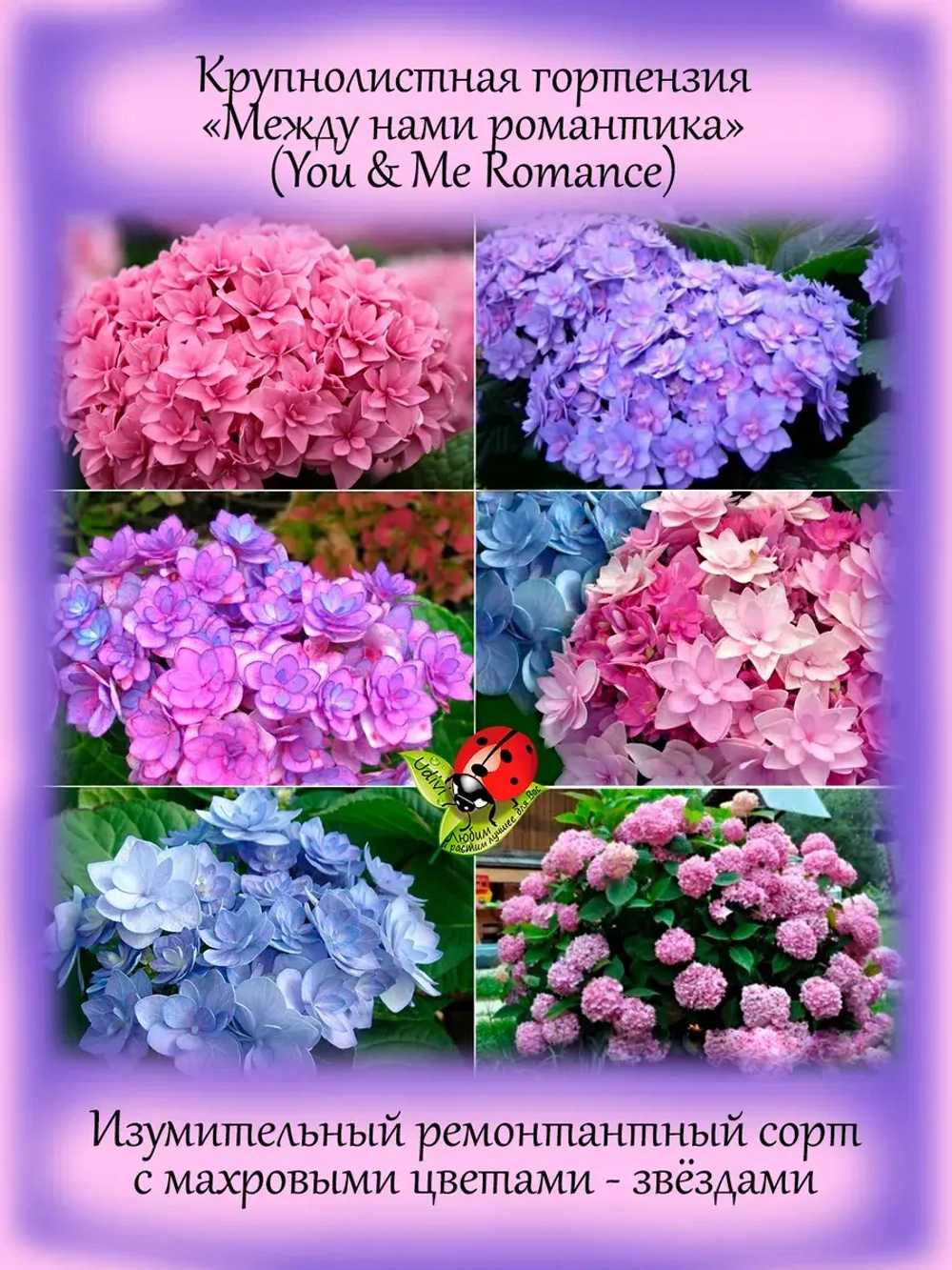 Гортензия Между нами романтика (You & Me Romance)