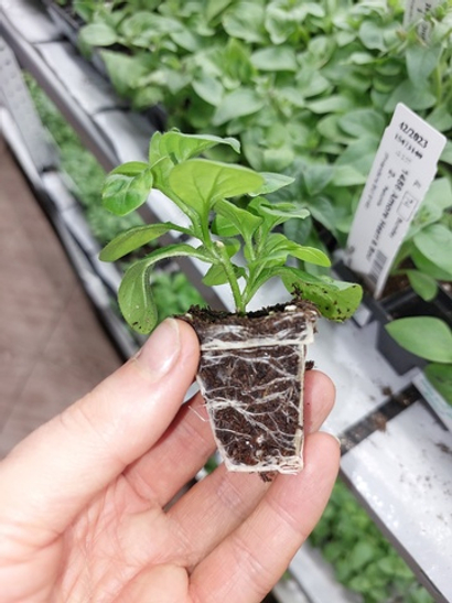 Все для укоренения