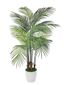 Пальма Арека Хризалидокарпус 160см в кашпо