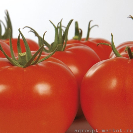 ГАМЗЕ F1 семена томата (Nunhems | Alexagro) – фото 3