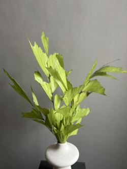 Кариота зеленая