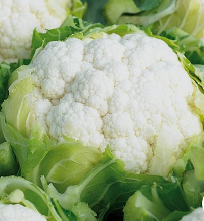 Цветная капуста Фридон F1 - Freedom F1 2500шт