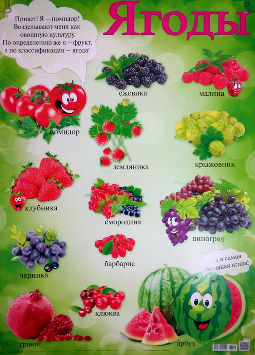 Плакат 3900КП Плакат обучающий А2  Ягоды 420*594 И 46075