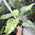 Филодендрон GIGANTEUM VAR s.L