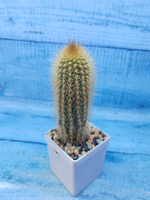 Pilosocereus Chrysostele (Пилоцереус)