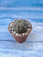 Euphorbia Obesa (Эуфорбия)