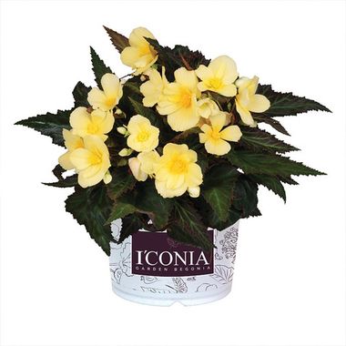 1266 Бегония ICONIA UPRIGHT SUNSHINE  (ВЕСНА 2025)