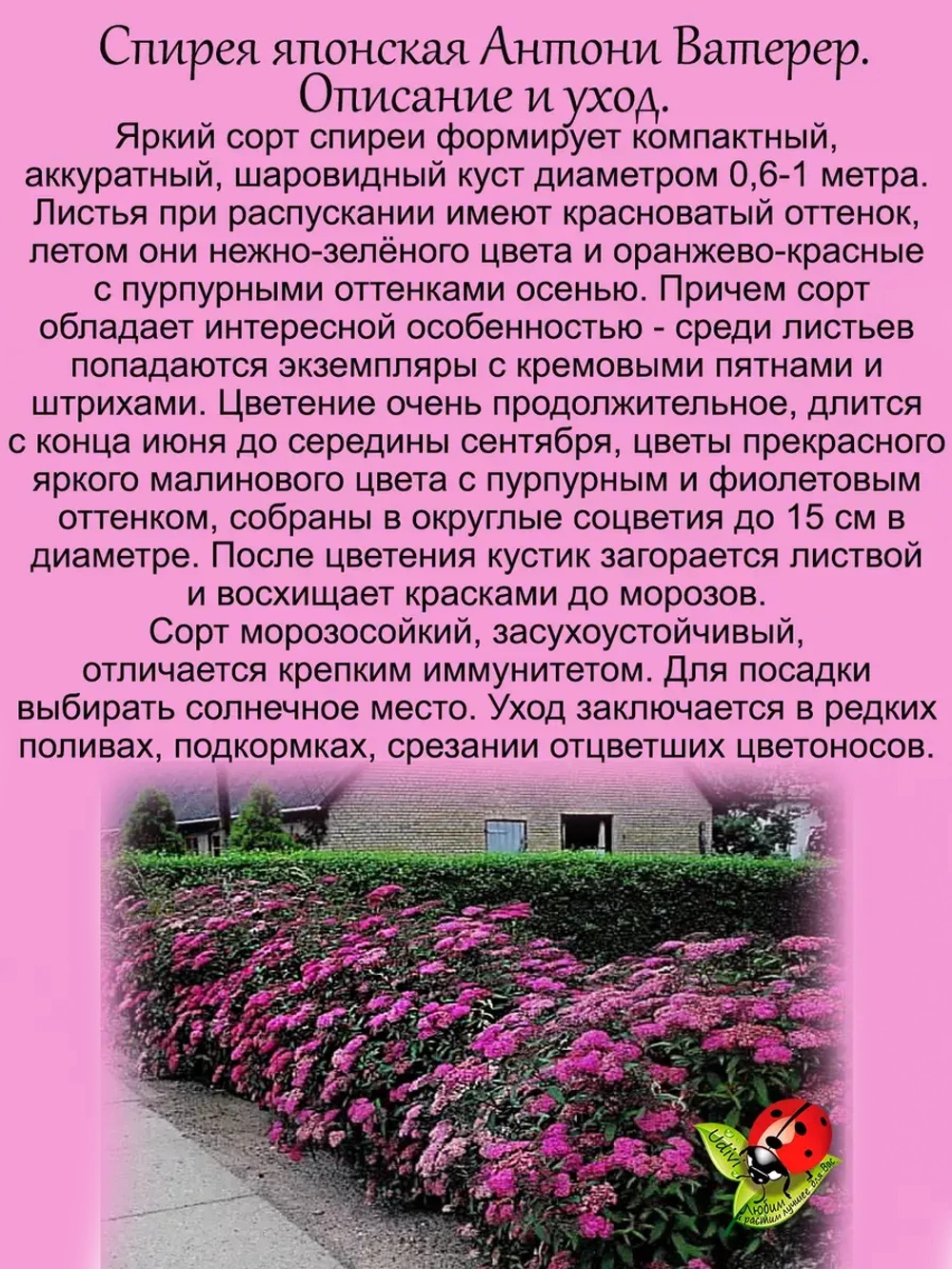 Спирея Антони Ватерер японская многолетник