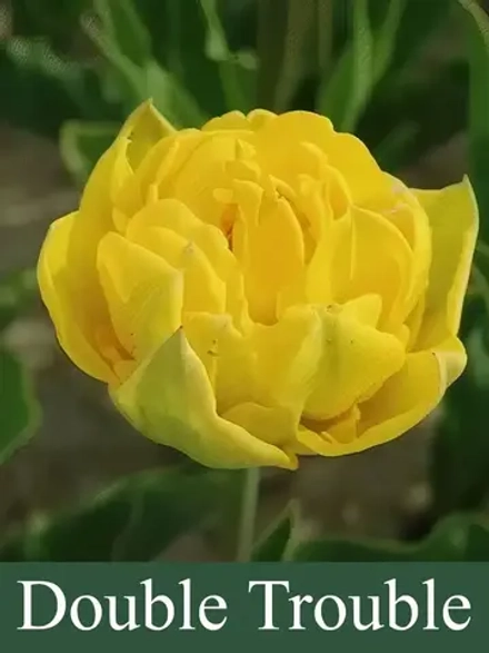 Тюльпаны Double Trouble 4 шт, набор луковиц