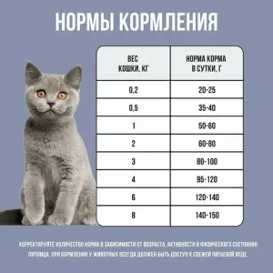 Сухой корм BOWL WOW для котят с курицей и черникой
