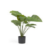 Искусственное растение Alocasia пахучая с черным горшком 57 см