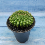 Gymnocalycium Spineless Crested form (Гимнокалициум Кристатный)