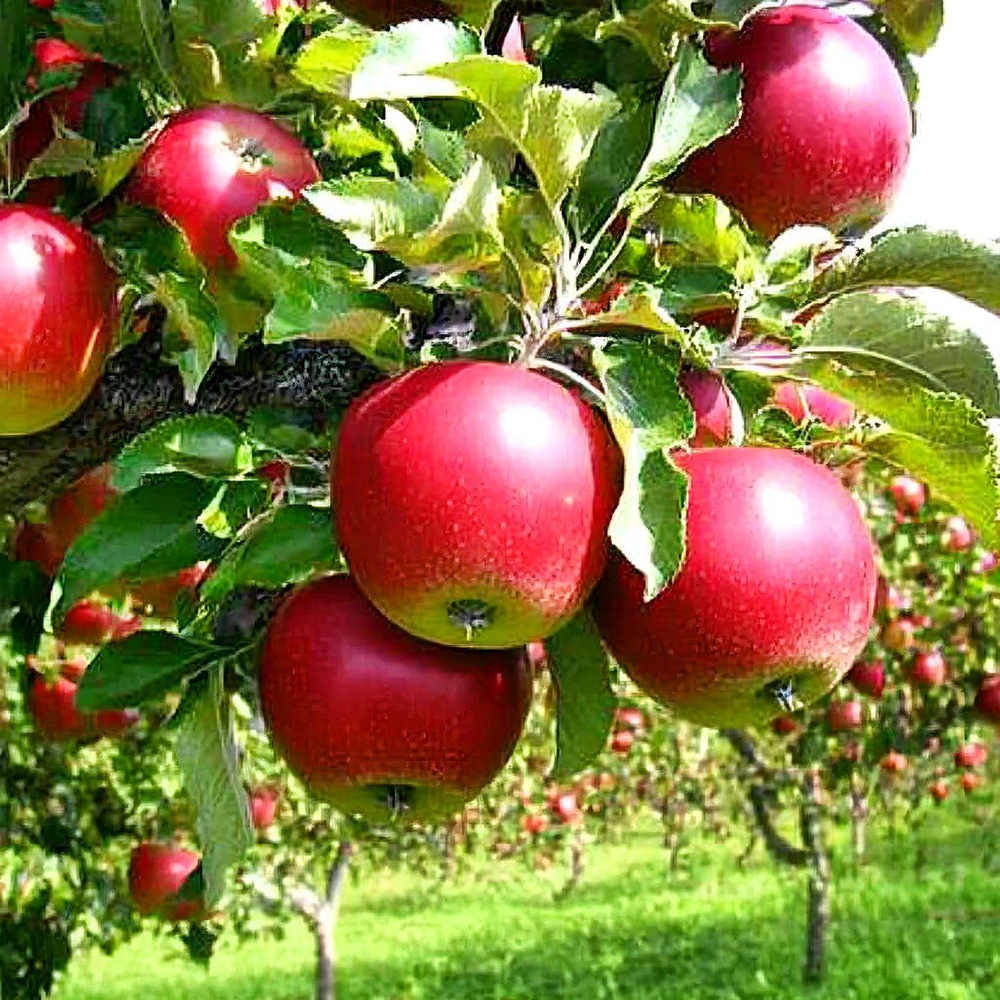 Яблоня Афродита осенняя