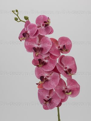Орхидея Флорида