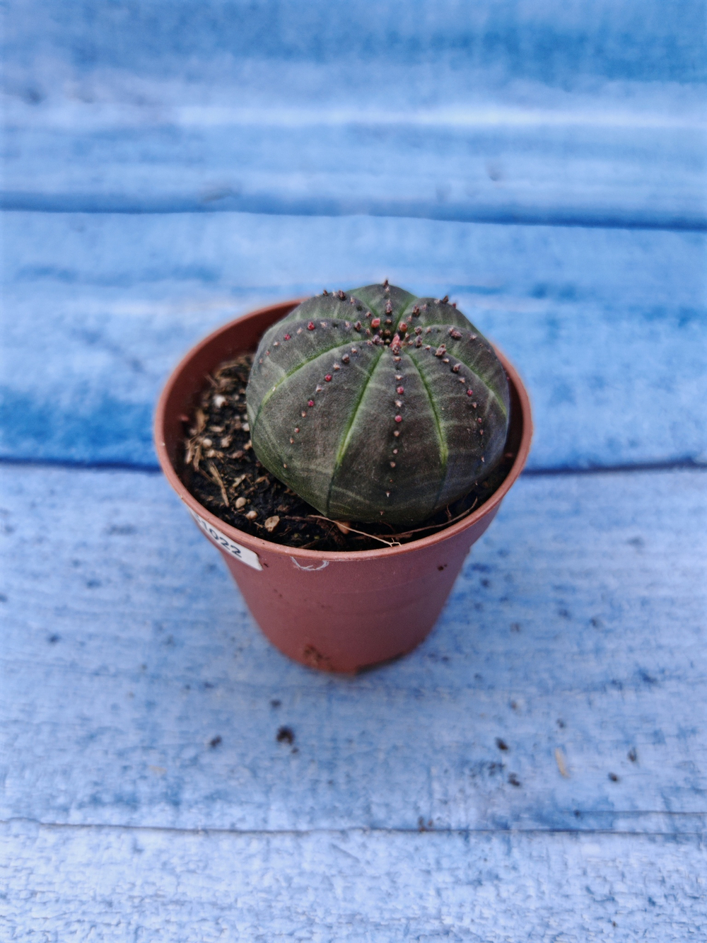 Euphorbia Obesa (Эуфорбия)