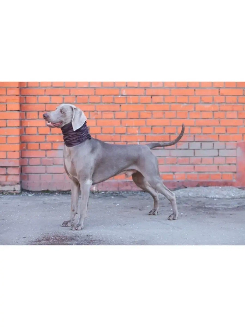 Снуды для собак непромокаемый шапка шарф для животных