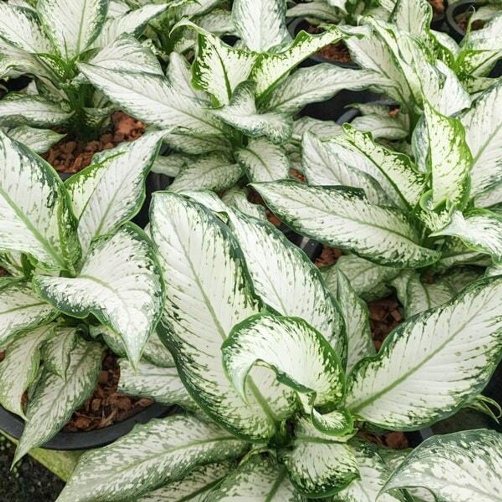 Диффенбахия UDOM NGERN