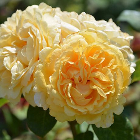 Белла ди Тоди (Bella Di Todi)