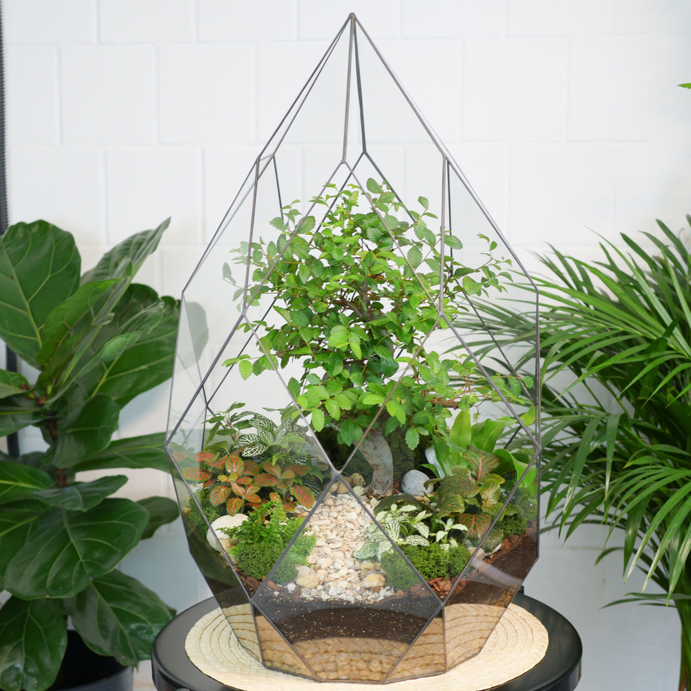 Флорариум бонсай Японский вяз Фаберже