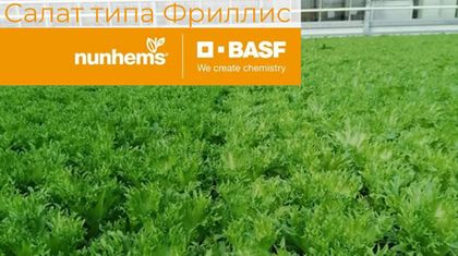 Үстел үстінде менің дос қызымды жалады