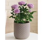 Кашпо БАБЛ 235 мм 4 л со вставкой М3253