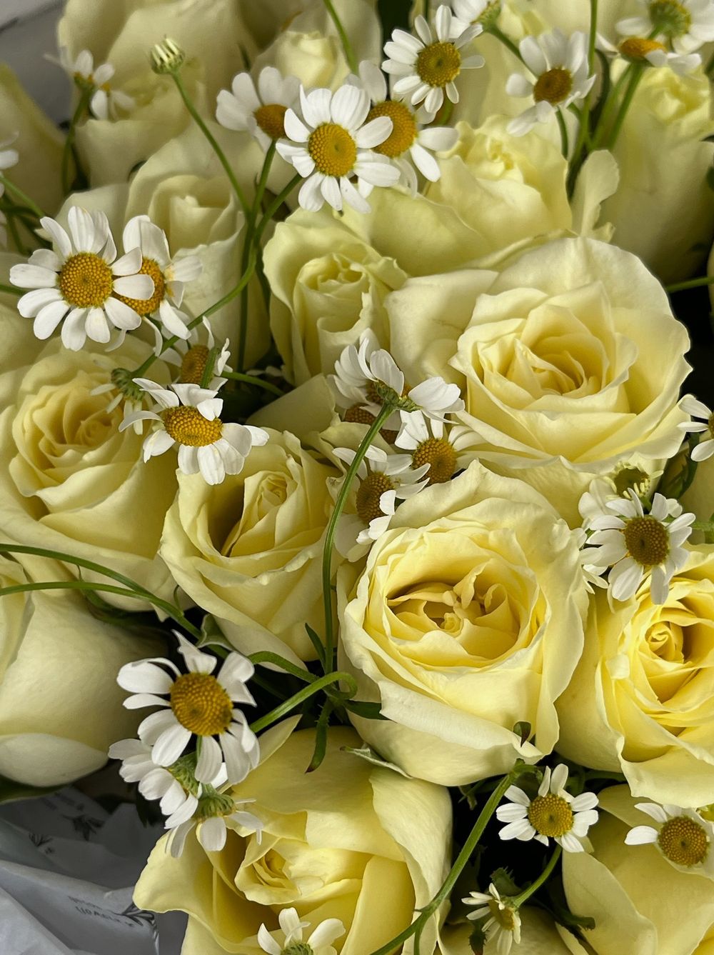 Букет из 51 розы с мелкой ромашкой