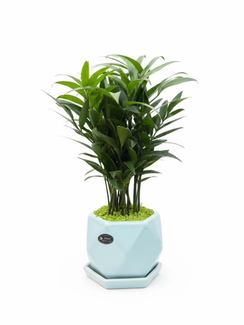 Пахира керамический горшок д. 12