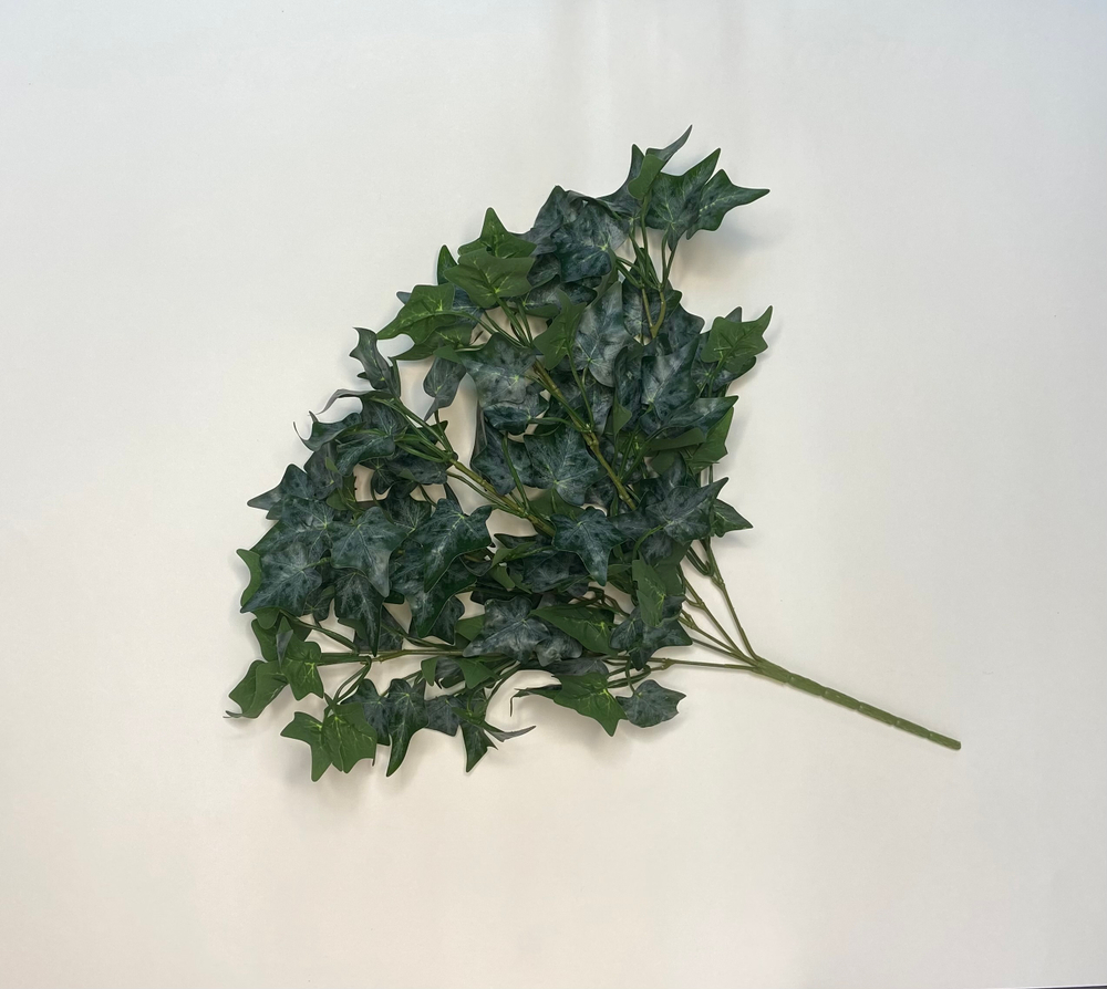 Куст плющ пышный