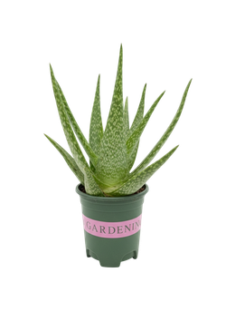 Алоэ Vera Brocade д.12