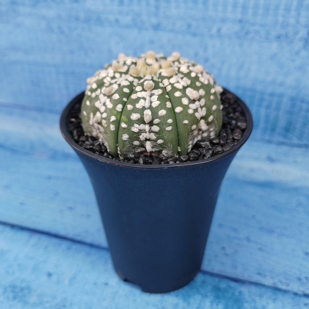 Astrophytum Asterias (Астрофитум)