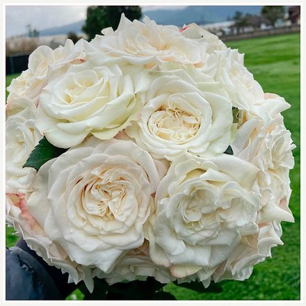 Вайт Эшли (White Ashley)