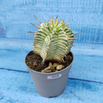 Euphorbia meloformis f. Variegated (Эуфорбия вариегатная)