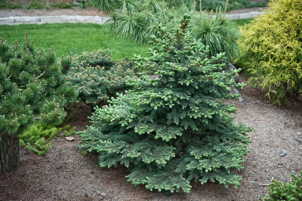 Ель колючая Вальдбрун С5 20-30 см Закупка М49 весна 2026