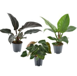 Филодендрон (MIX)