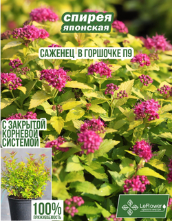 Саженец, Спирея, Японская
