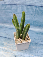 Stapelia Leendertziae (Стапелия)